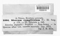 Stereum complicatum image